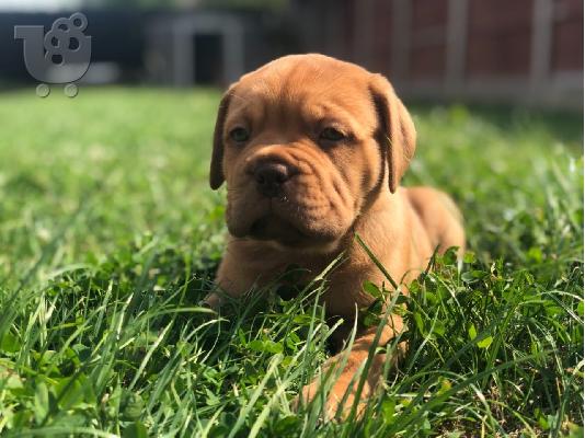PoulaTo: Κουτάβια Dogue De Bordeaux